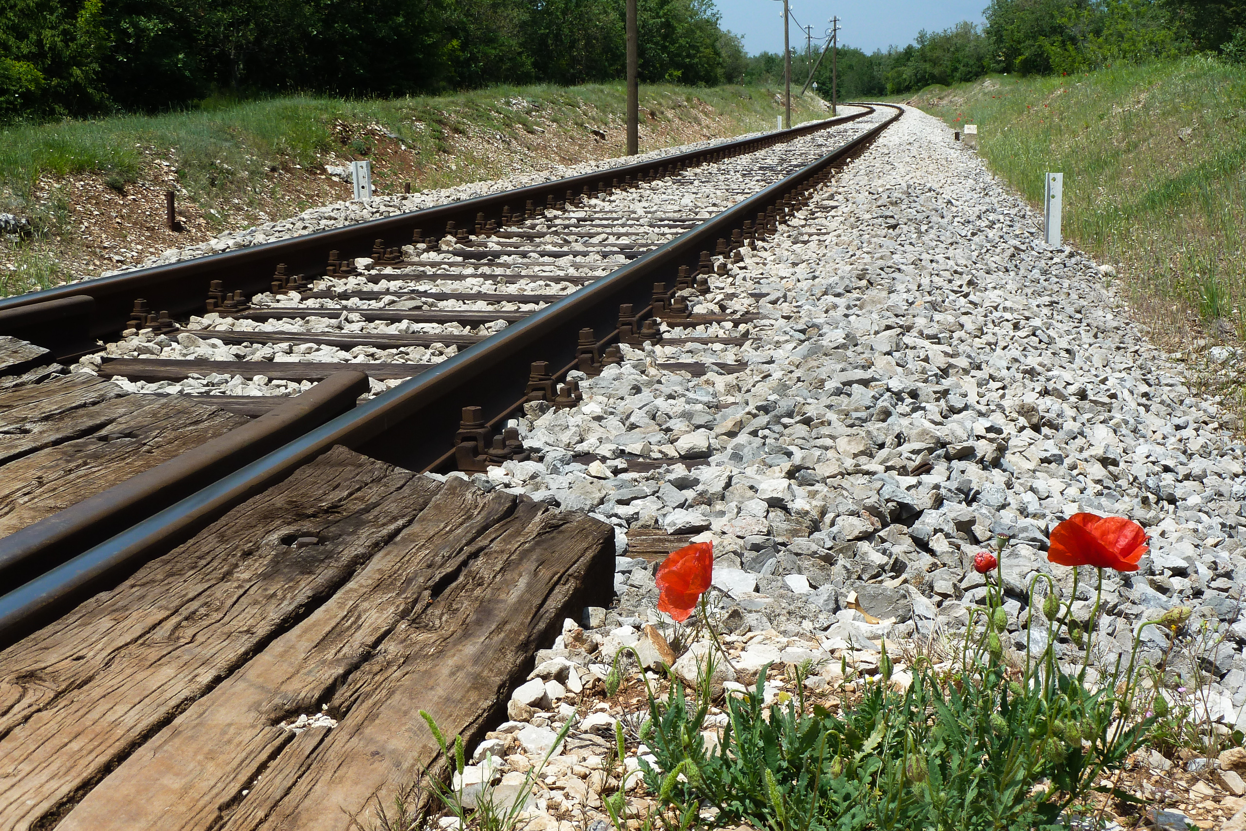 Mohnblumen am Bahngleis